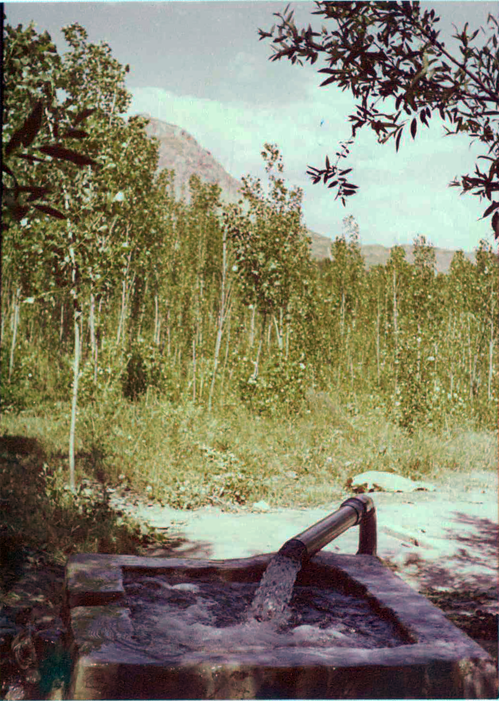 PALU - Palu Lisesi Müdürü Rahmetli Mehmet Sertdemir'in Kavaklı ve Artezyen Suyu - 03.10.1981
Murat Bilgin Arşivi